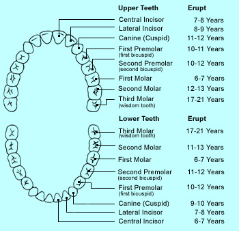 permanent teeth